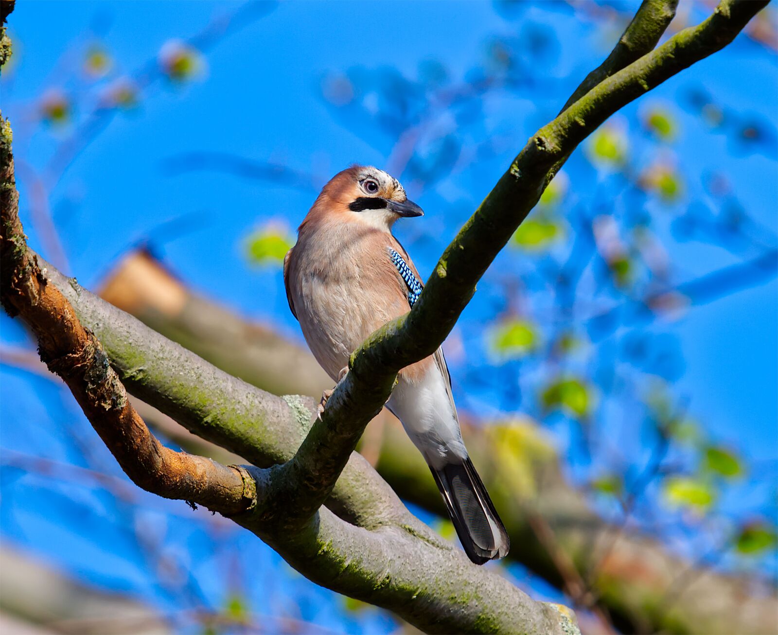 Nikon D7500 sample photo. Bird, nature, wing photography