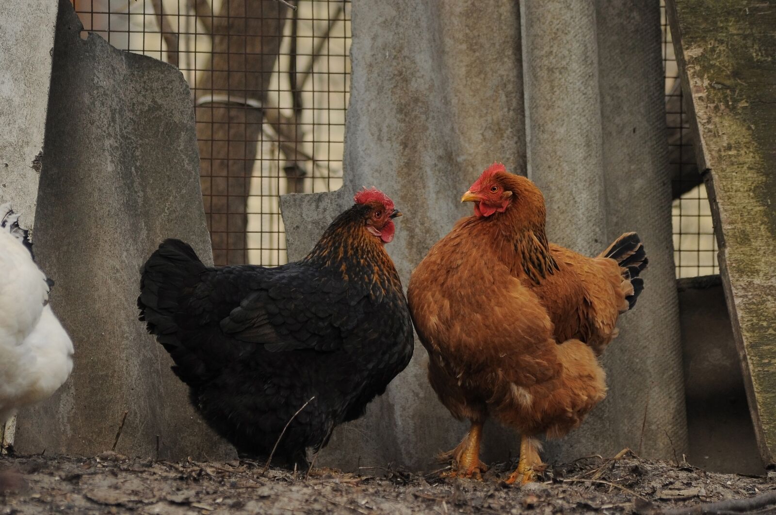 Nikon D90 sample photo. Chickens, girlfriend, conversation photography