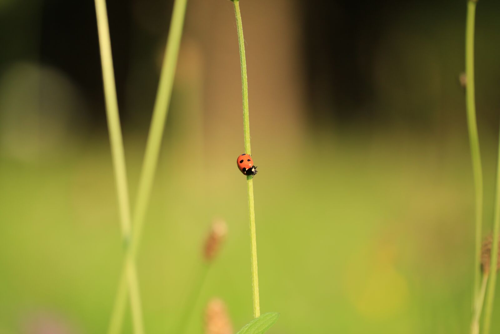 Canon EF 100mm F2.8L Macro IS USM sample photo. Ladybug, blade of grass photography