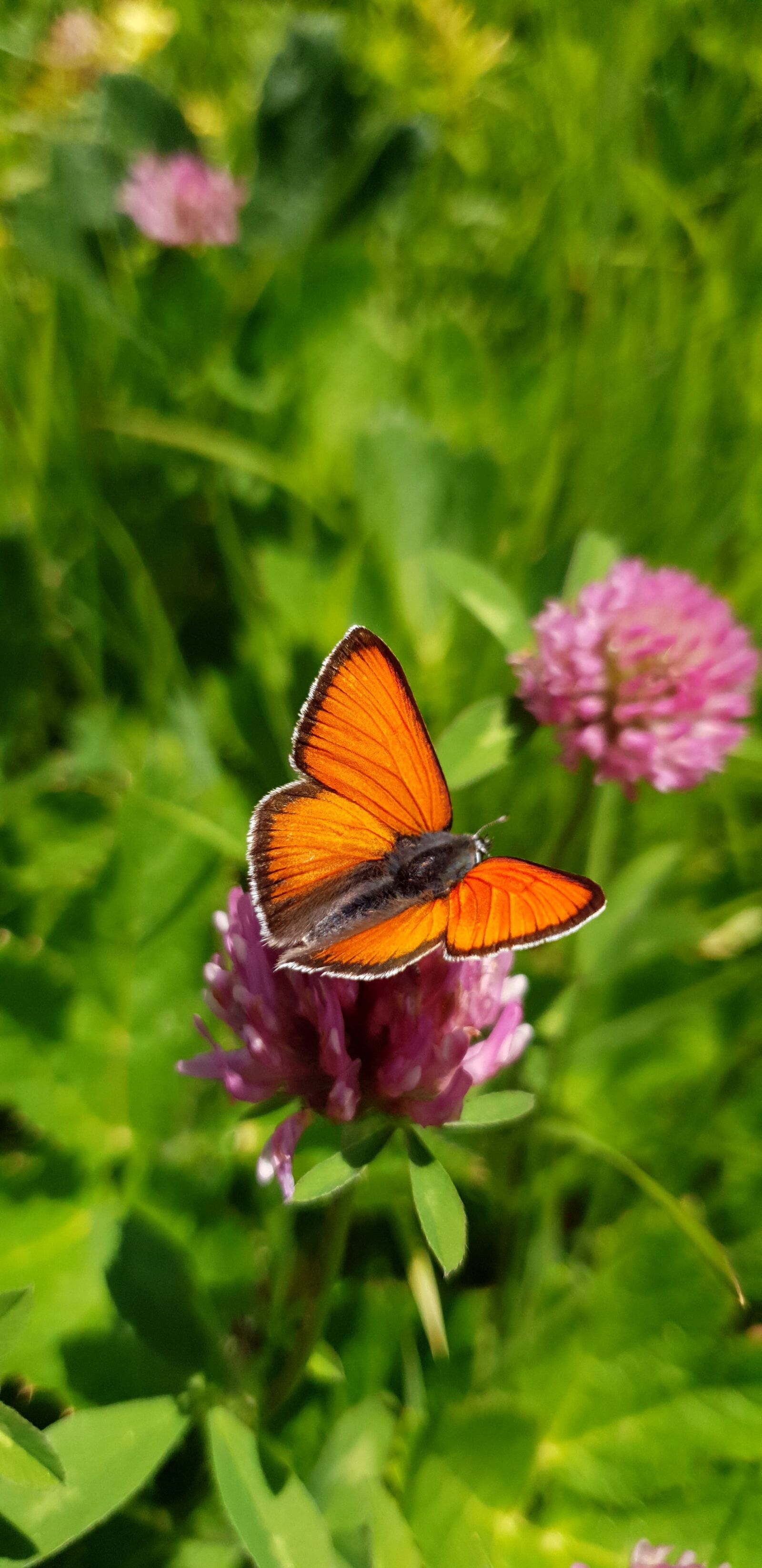 Samsung Galaxy S9 sample photo. Ducat butterfly, butterfly, insect photography