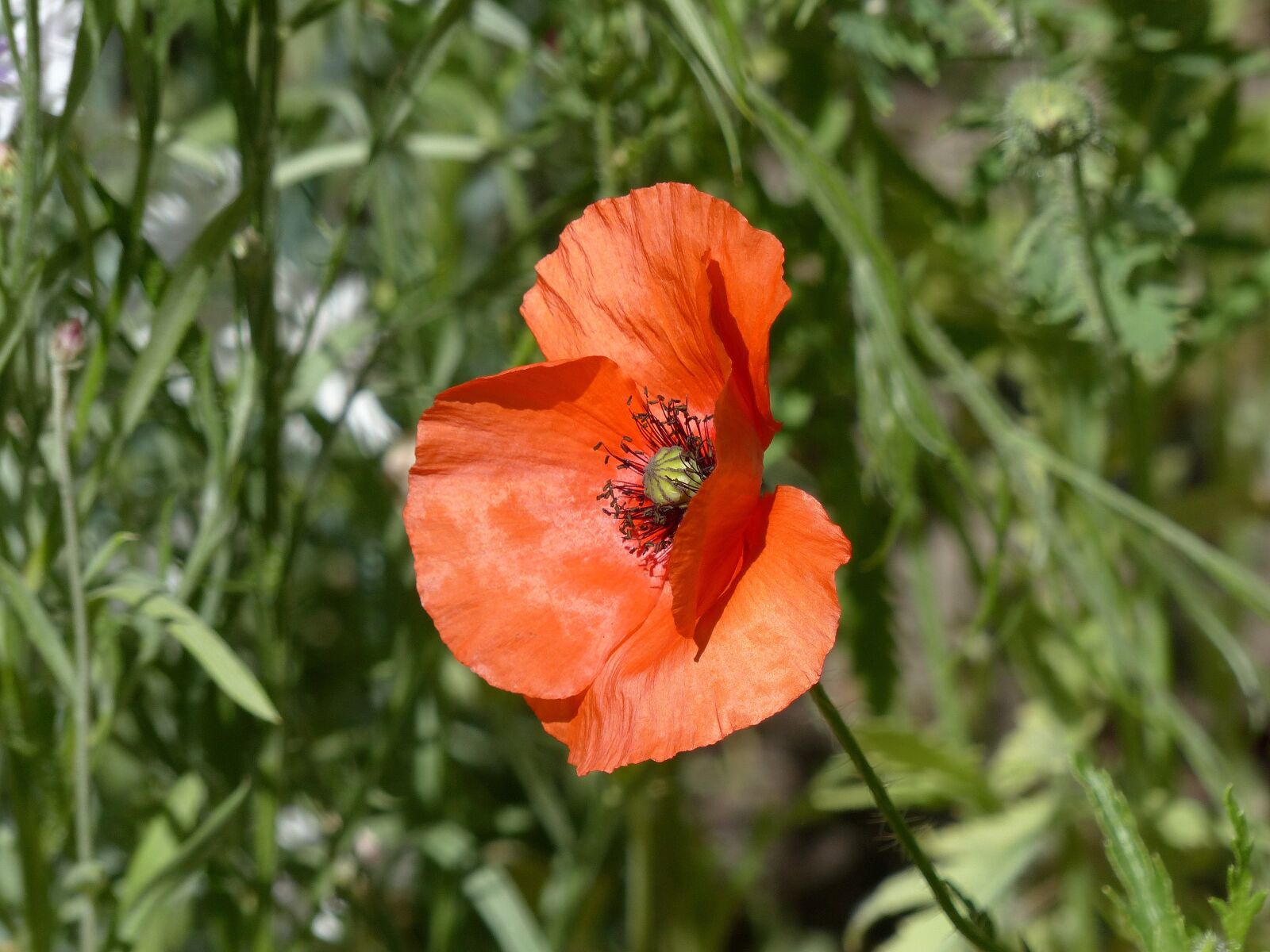 Panasonic Lumix DMC-FZ200 sample photo. Mack, flower, red poppy photography