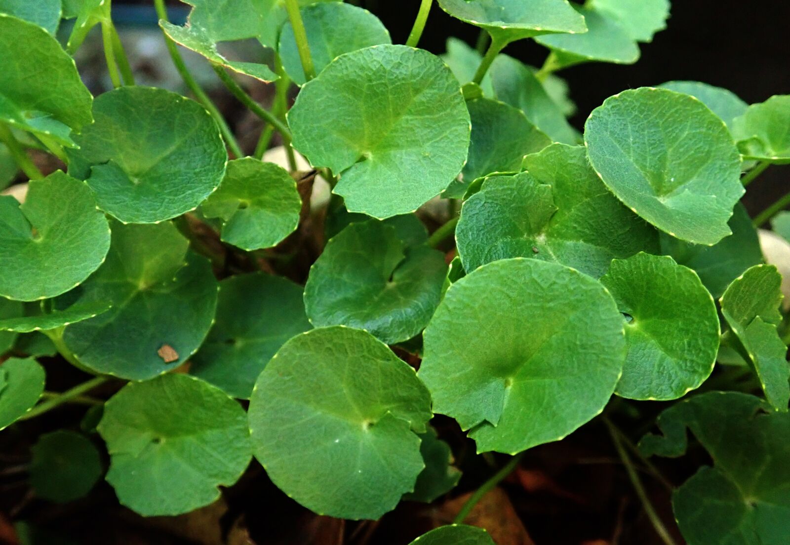 Olympus TG-5 sample photo. Herb, for arthritis, gotu photography