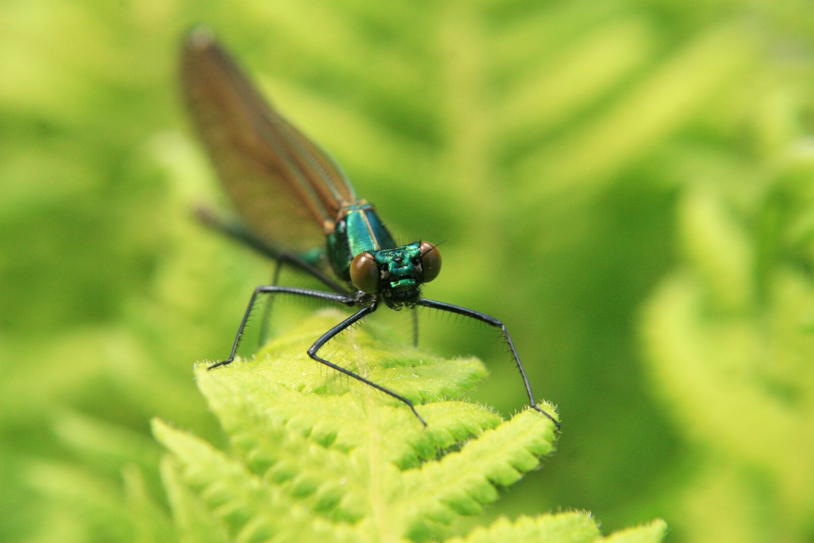 Canon EOS 30D sample photo. Insect, macro, dragonfly photography