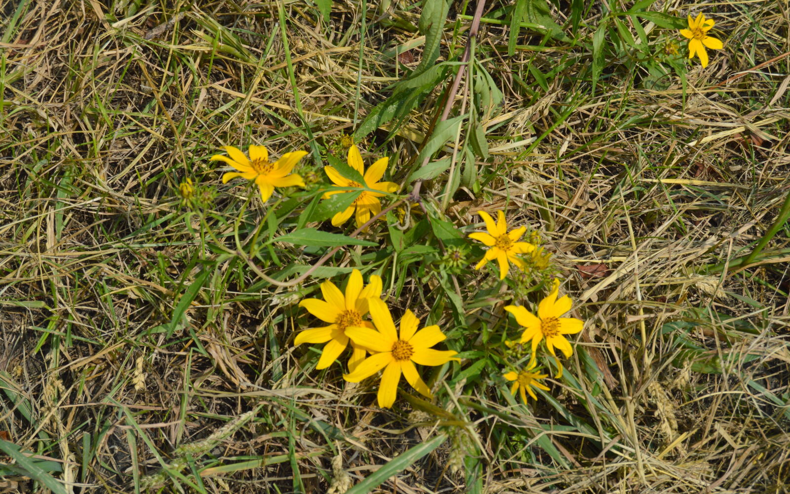 Nikon D3200 sample photo