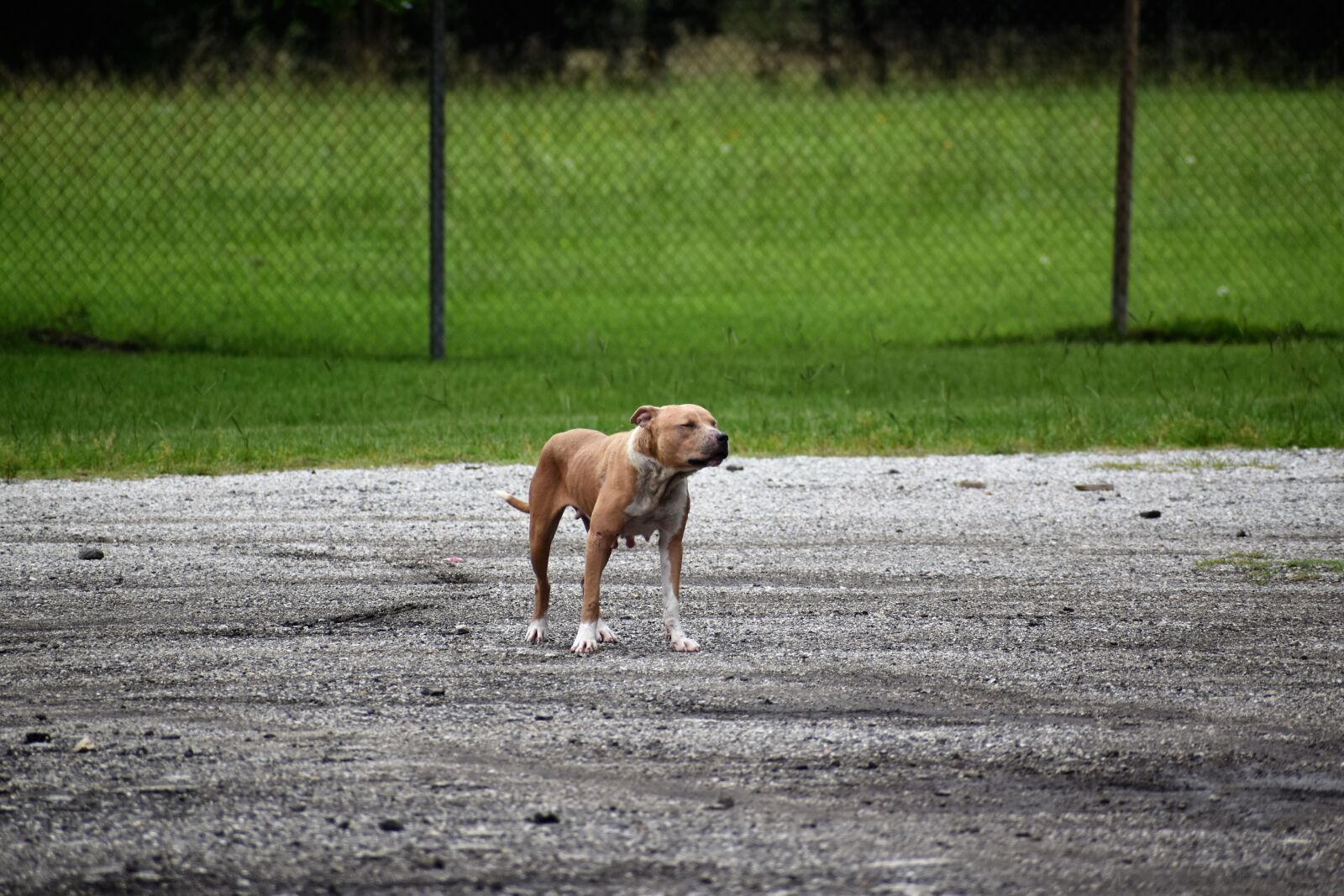 Nikon D3500 sample photo. Pitbull, terrier, dog photography