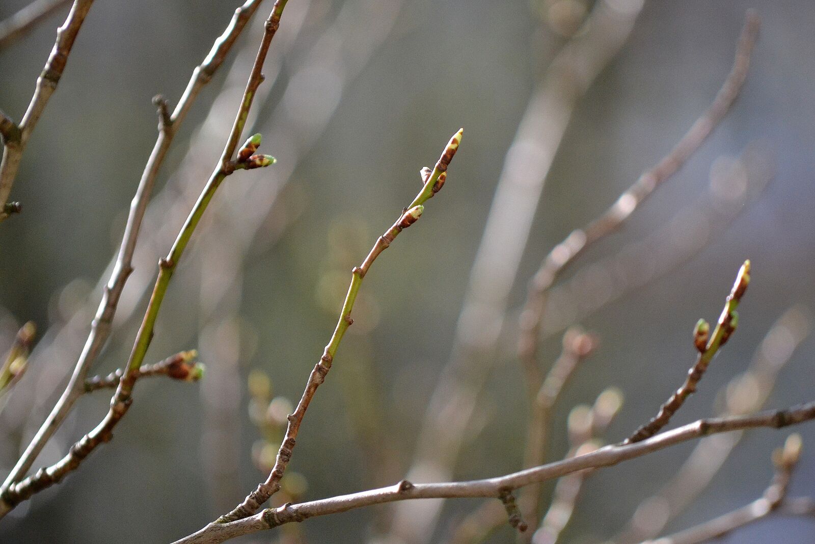 Nikon D3100 sample photo. Tree, spring, nature photography