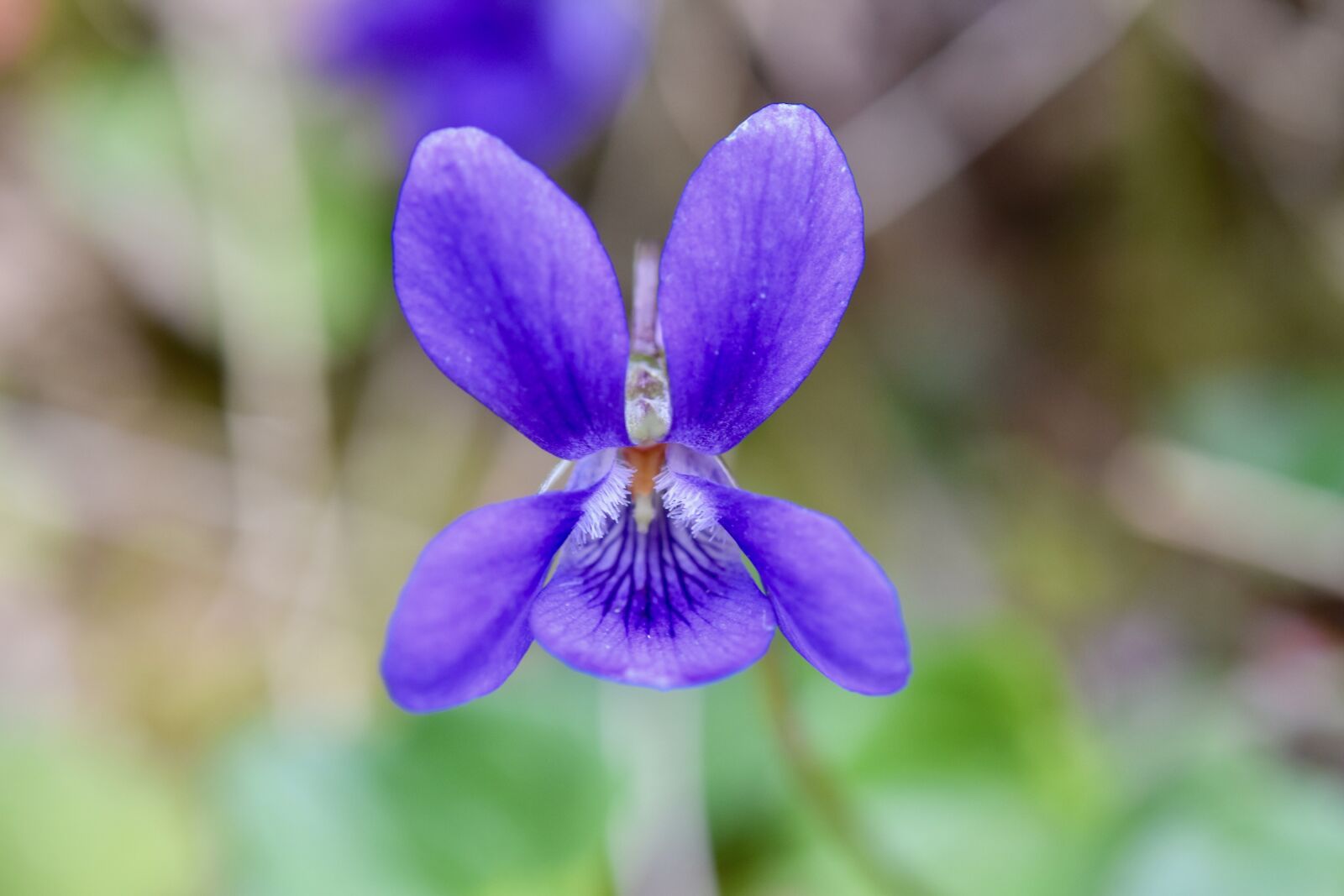Nikon D5600 sample photo. Flower, purple flower, violet photography