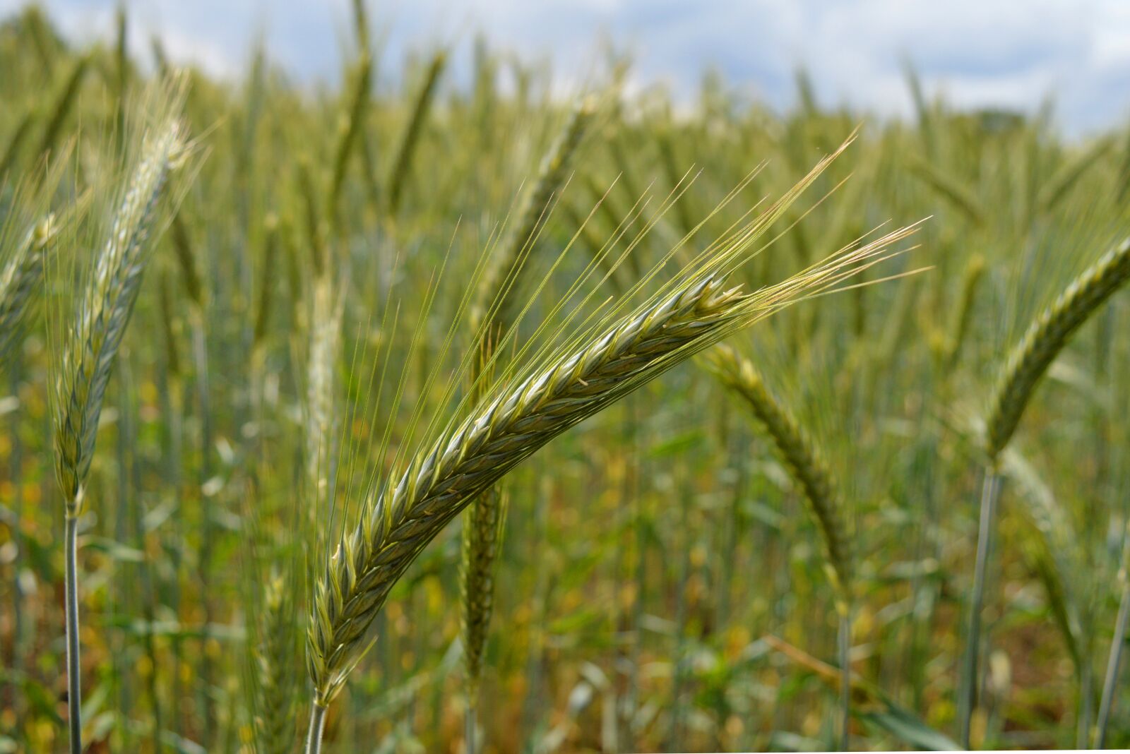Nikon D3200 sample photo. Rye, rye field, cereals photography