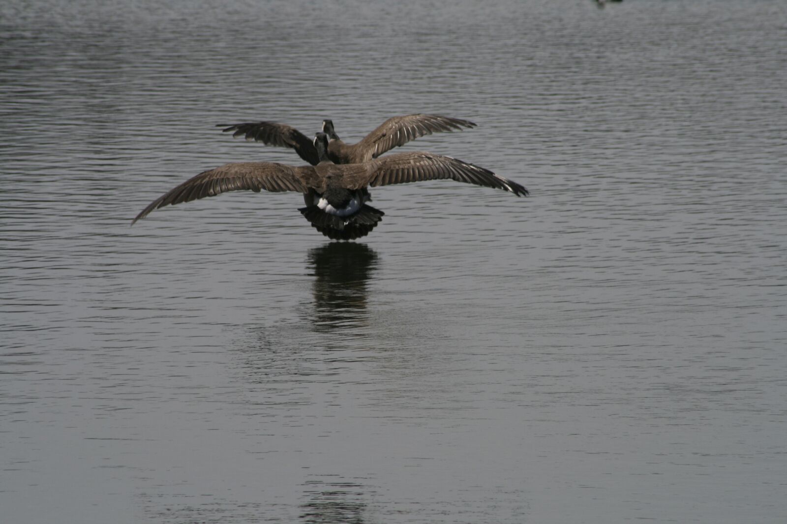 Canon EOS 400D (EOS Digital Rebel XTi / EOS Kiss Digital X) sample photo. Bird, wildlife, water photography