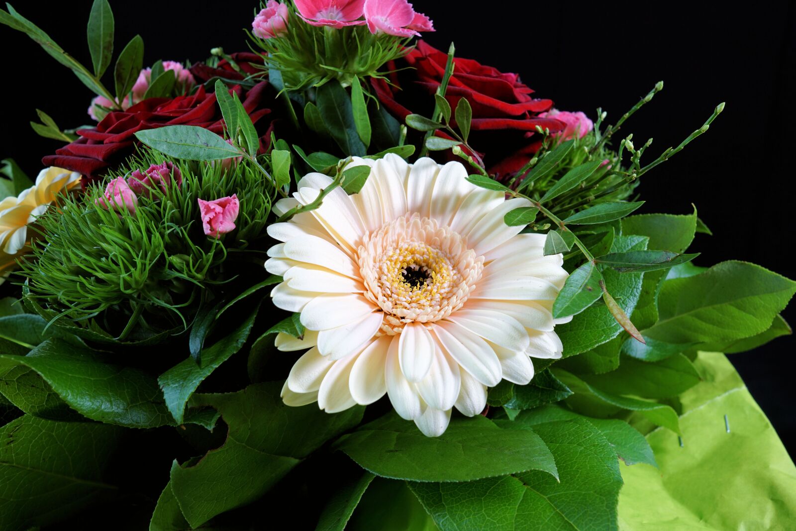 Sony a6000 + Sigma 19mm F2.8 EX DN sample photo. Gerbera, garden, nature photography