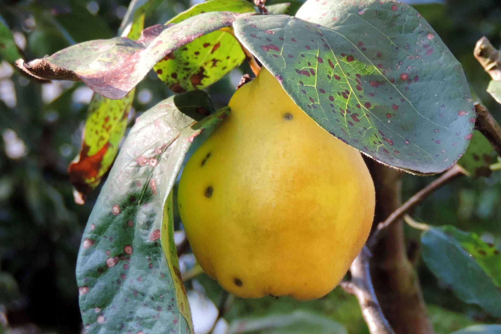 Nikon Coolpix P520 sample photo. Close, up, of, fruit photography