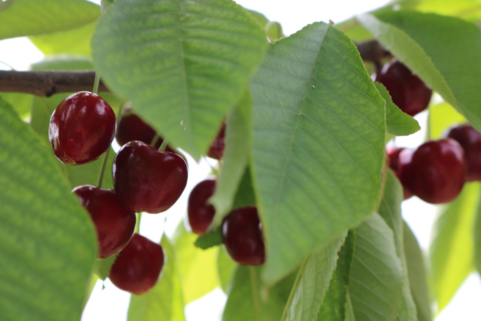 Canon EOS 750D (EOS Rebel T6i / EOS Kiss X8i) sample photo. Cherry, leaves, green photography
