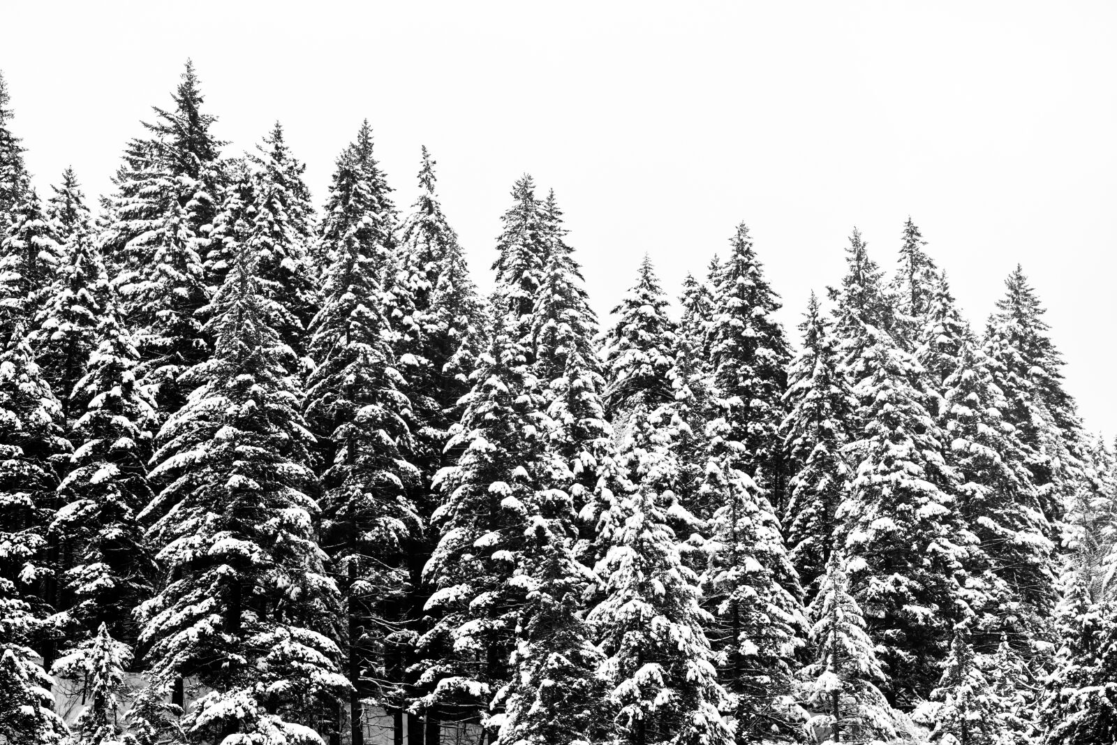 Nikon D7200 sample photo. Forest, snow, winter photography