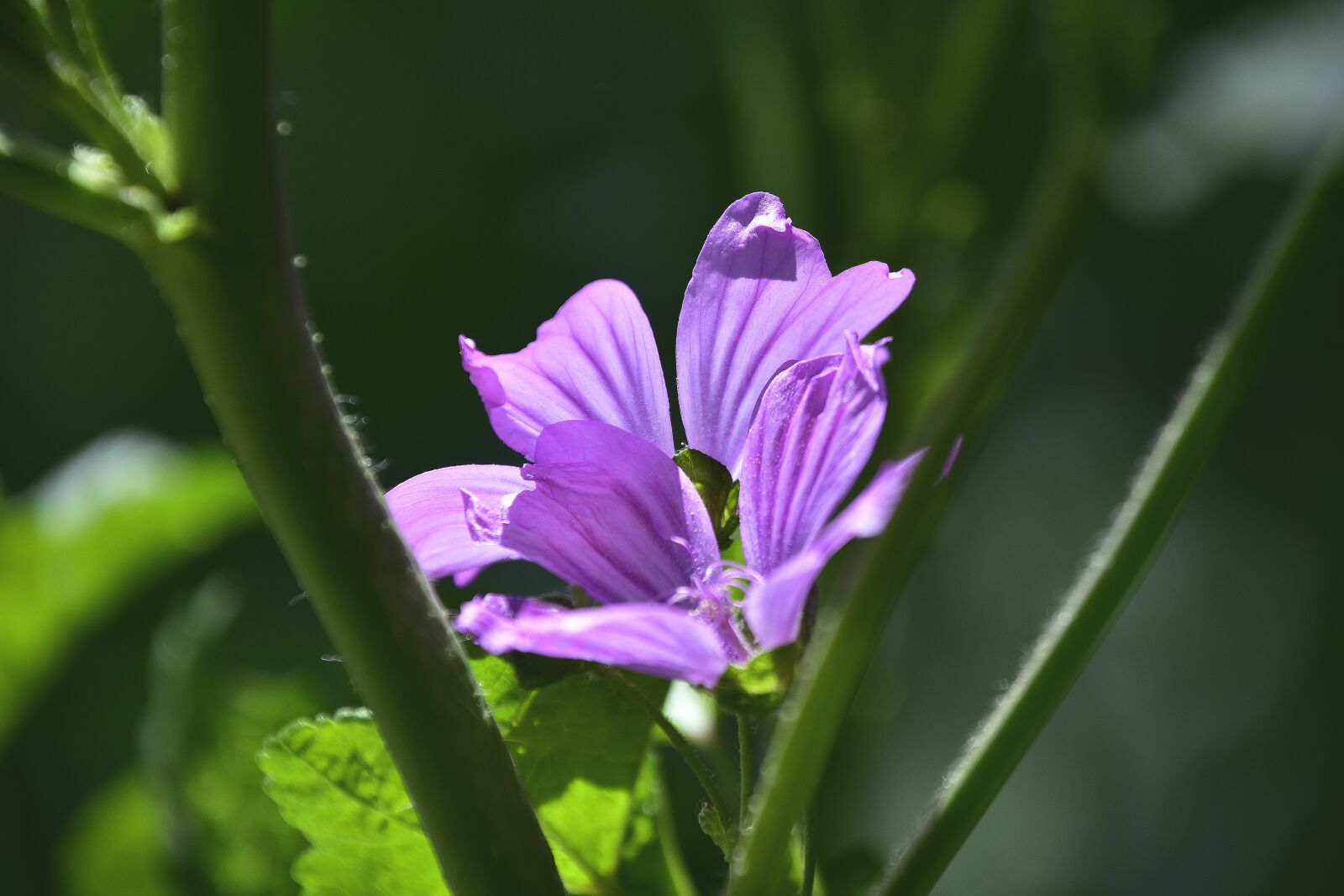 Nikon D7200 sample photo. Nature, outdoors, plant photography