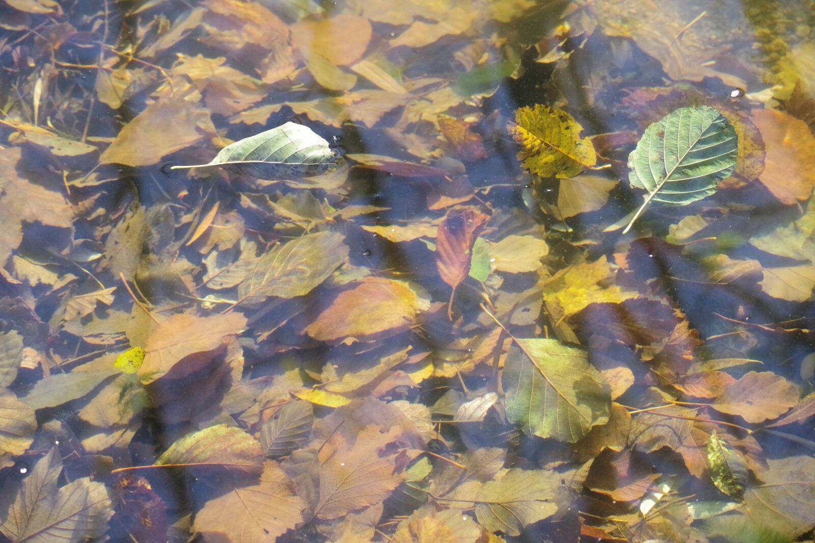 Pentax K-70 sample photo. Leaves, bach, mirroring photography