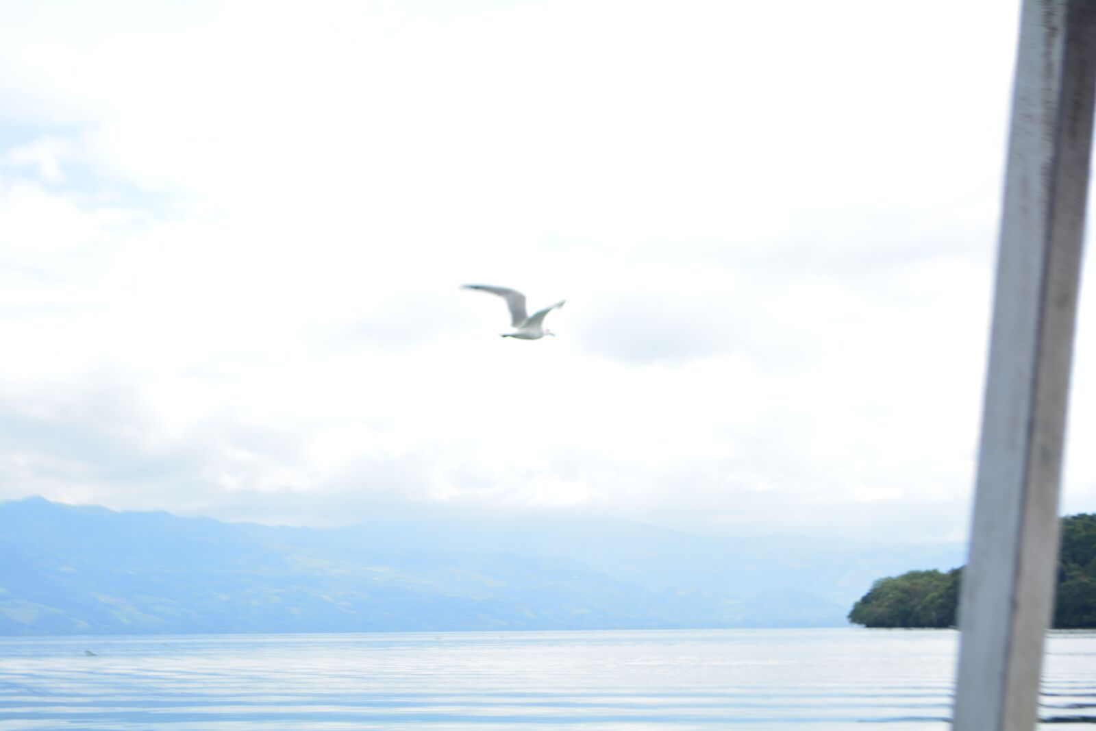 Nikon D5200 sample photo. Bird, parrot, nature photography
