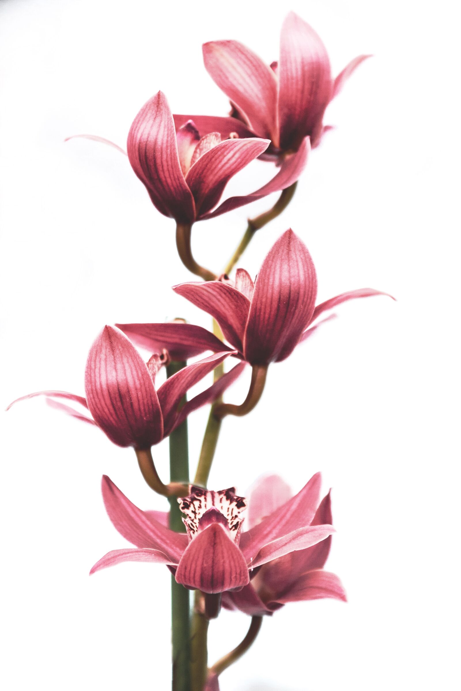 Nikon D750 sample photo. Orchid, flower, nature photography