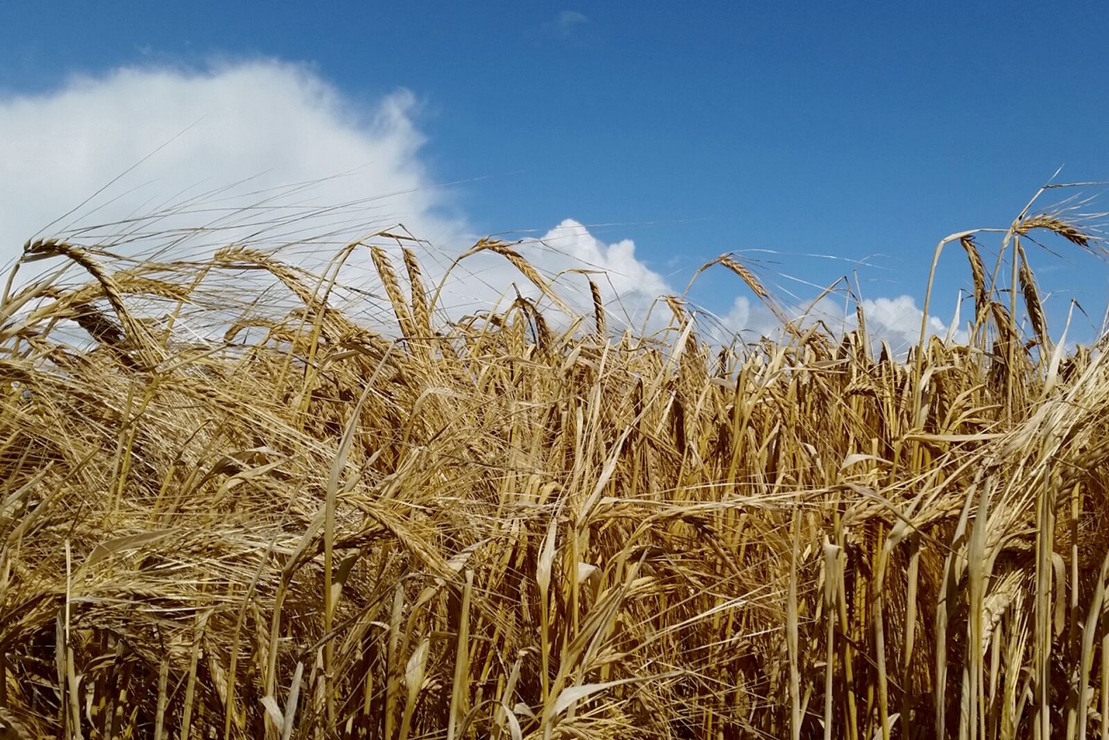 Samsung Galaxy S5 sample photo. Corn, summer, agriculture photography