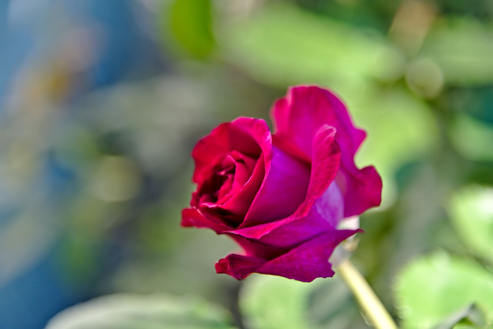 Nikon D750 sample photo. Rose, rose bloom, flower photography