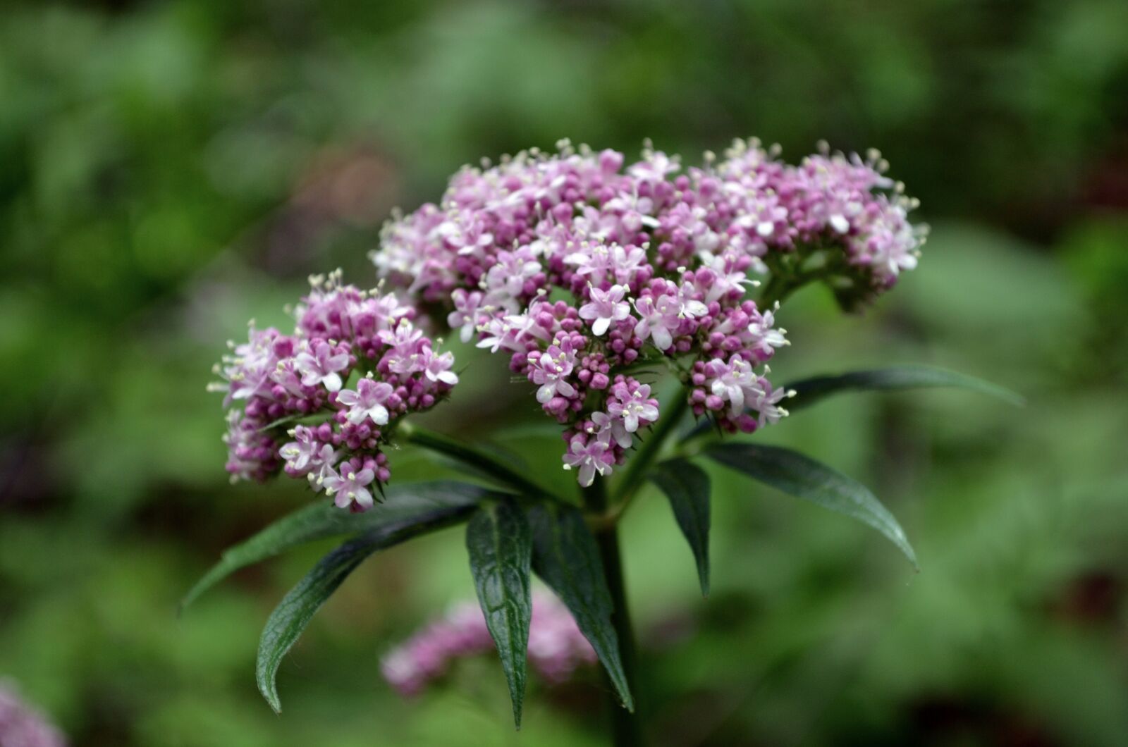 Nikon D5100 sample photo. Flower, forest, nature photography