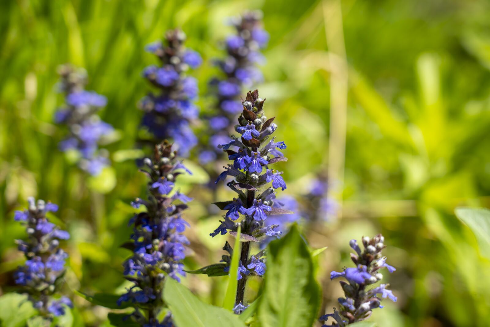 Sony FE 24-105mm F4 G OSS sample photo. Flowers, nature, purple photography