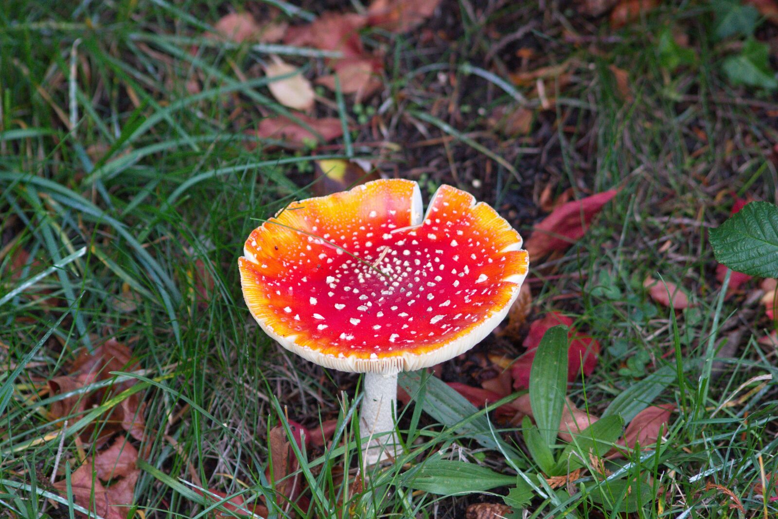 Canon EOS 700D (EOS Rebel T5i / EOS Kiss X7i) sample photo. Fly agaric, mushroom, nature photography