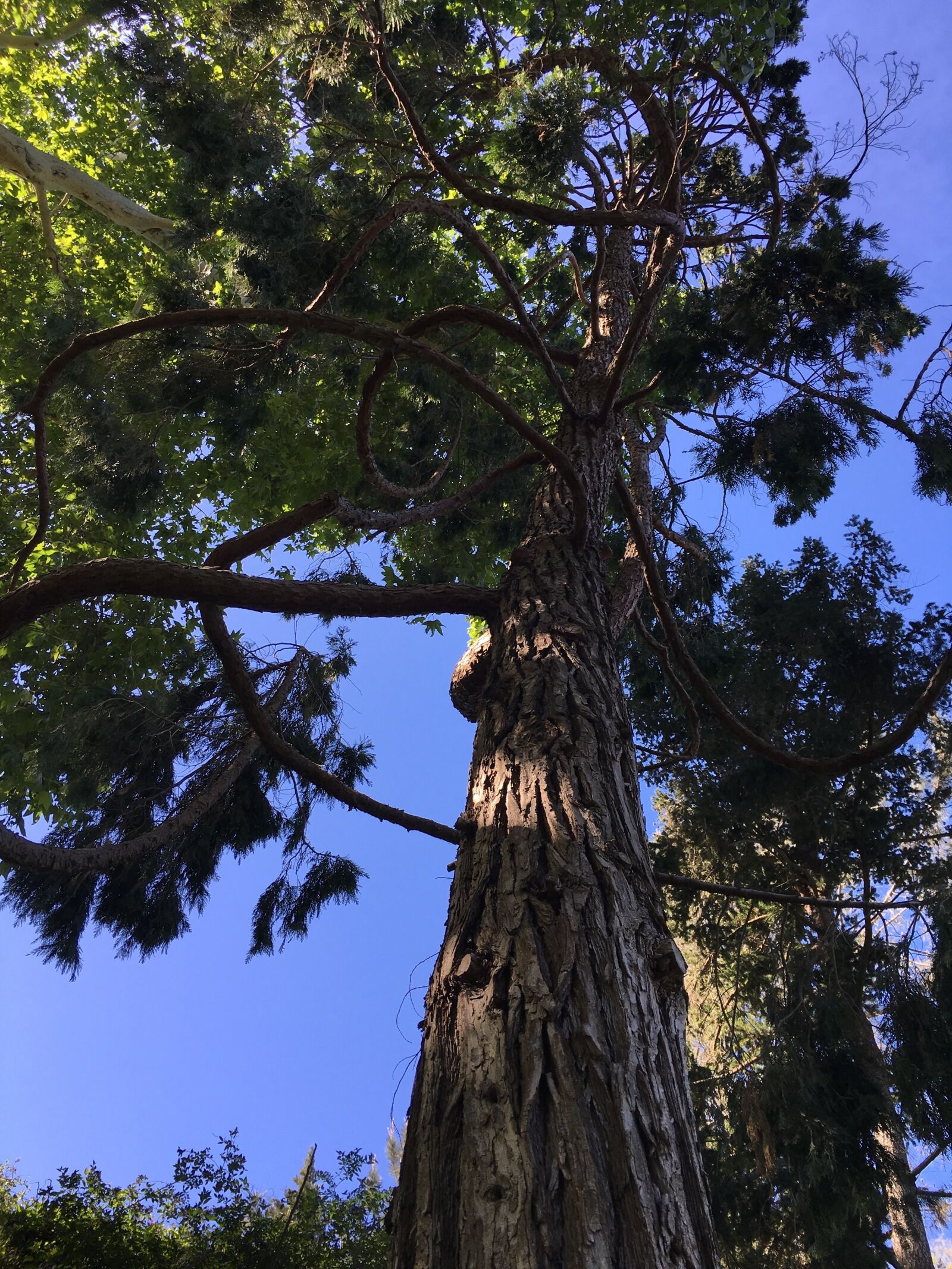 Apple iPhone 6s sample photo. Tree, nature, leaf photography
