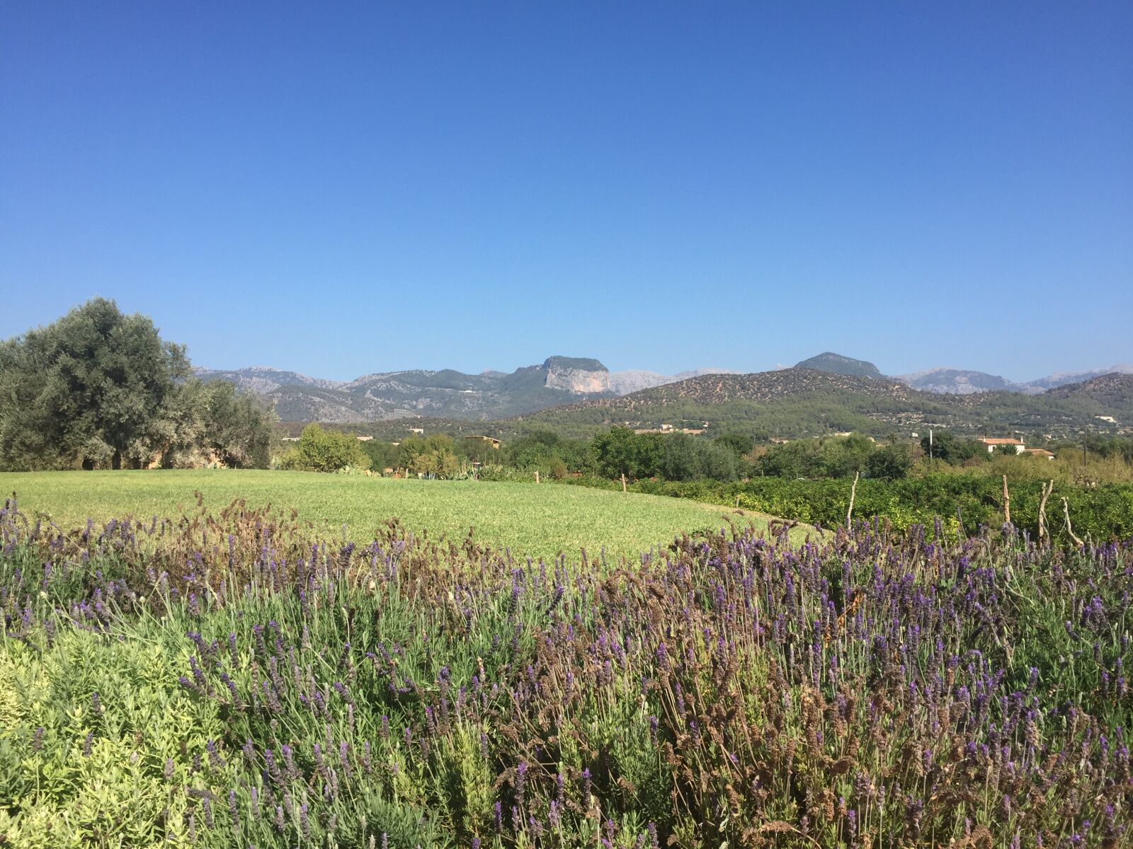 iPhone 6 back camera 4.15mm f/2.2 sample photo. Mallorca, balearic islands, spain photography