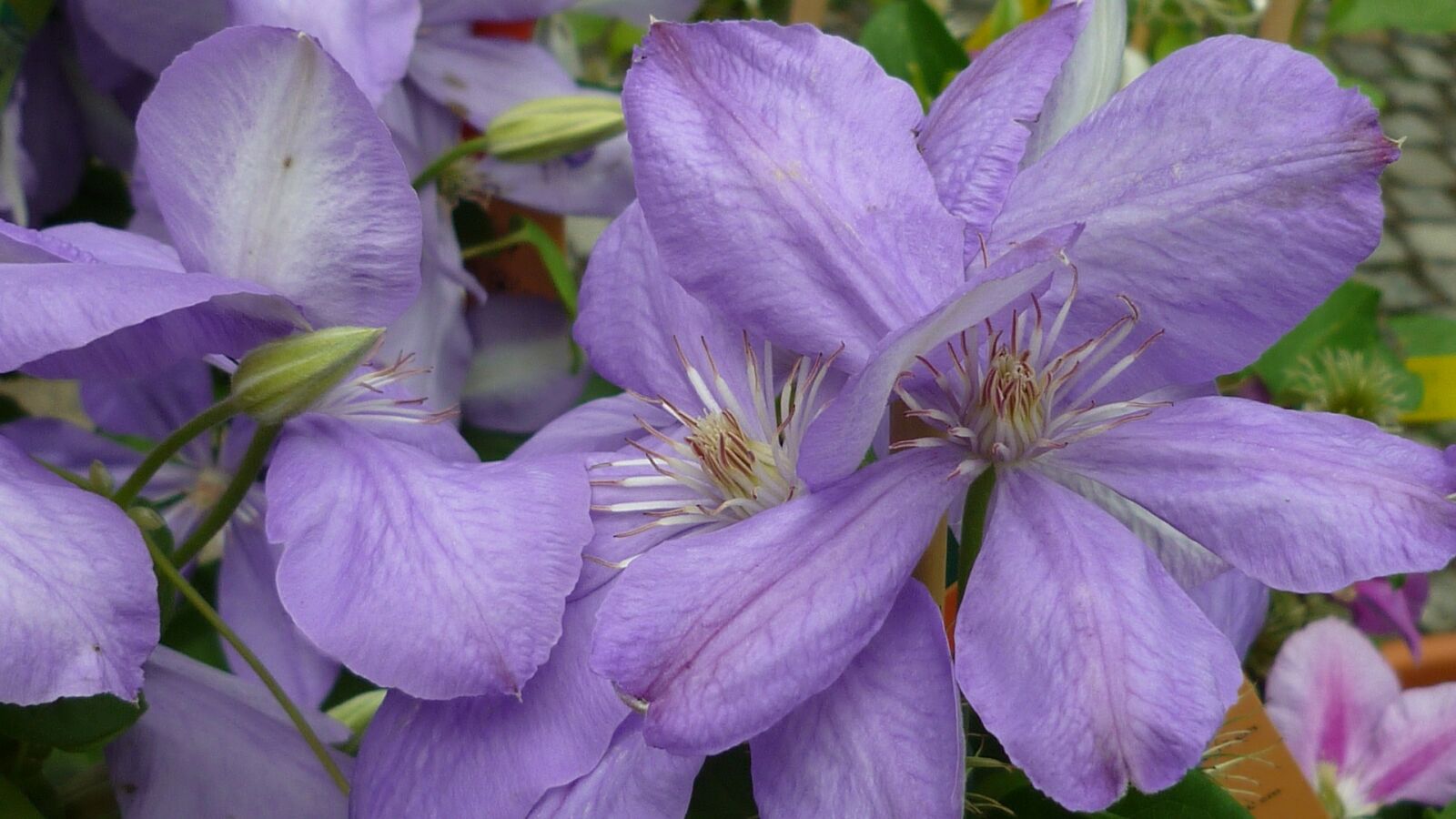 Panasonic Lumix DMC-FS6 sample photo. Clematis, flower, rank plant photography