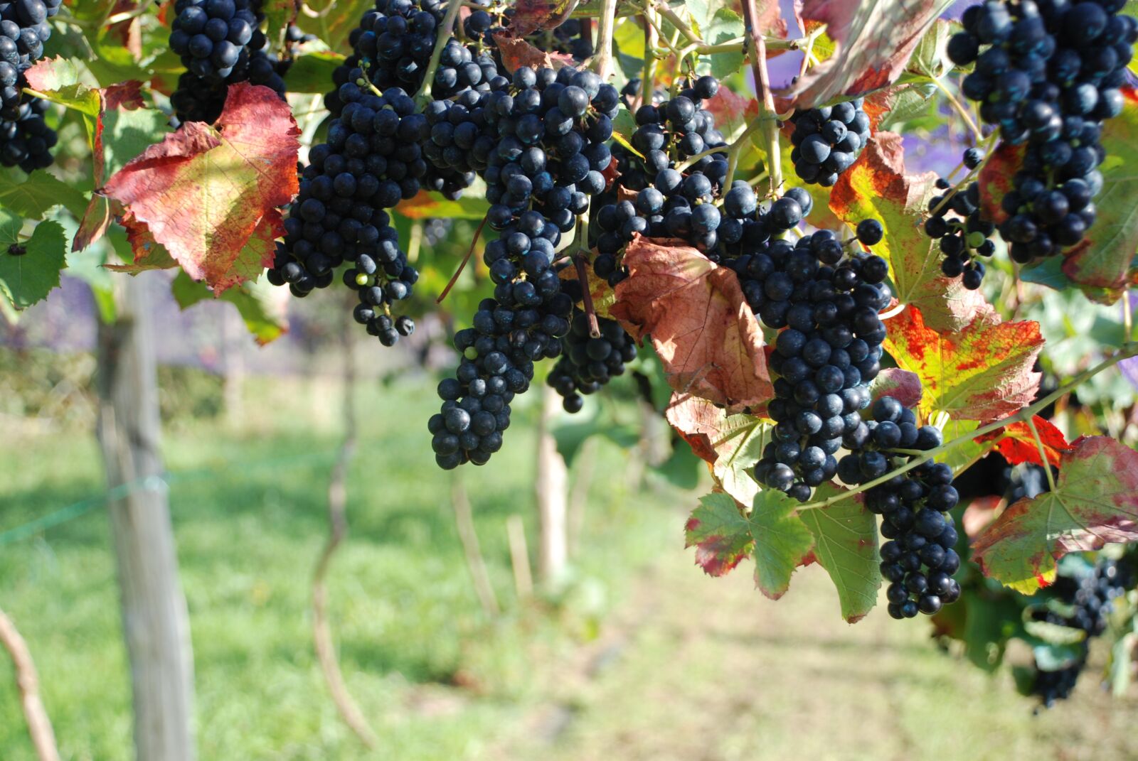 Nikon D80 sample photo. Grapes, grape, vintage photography