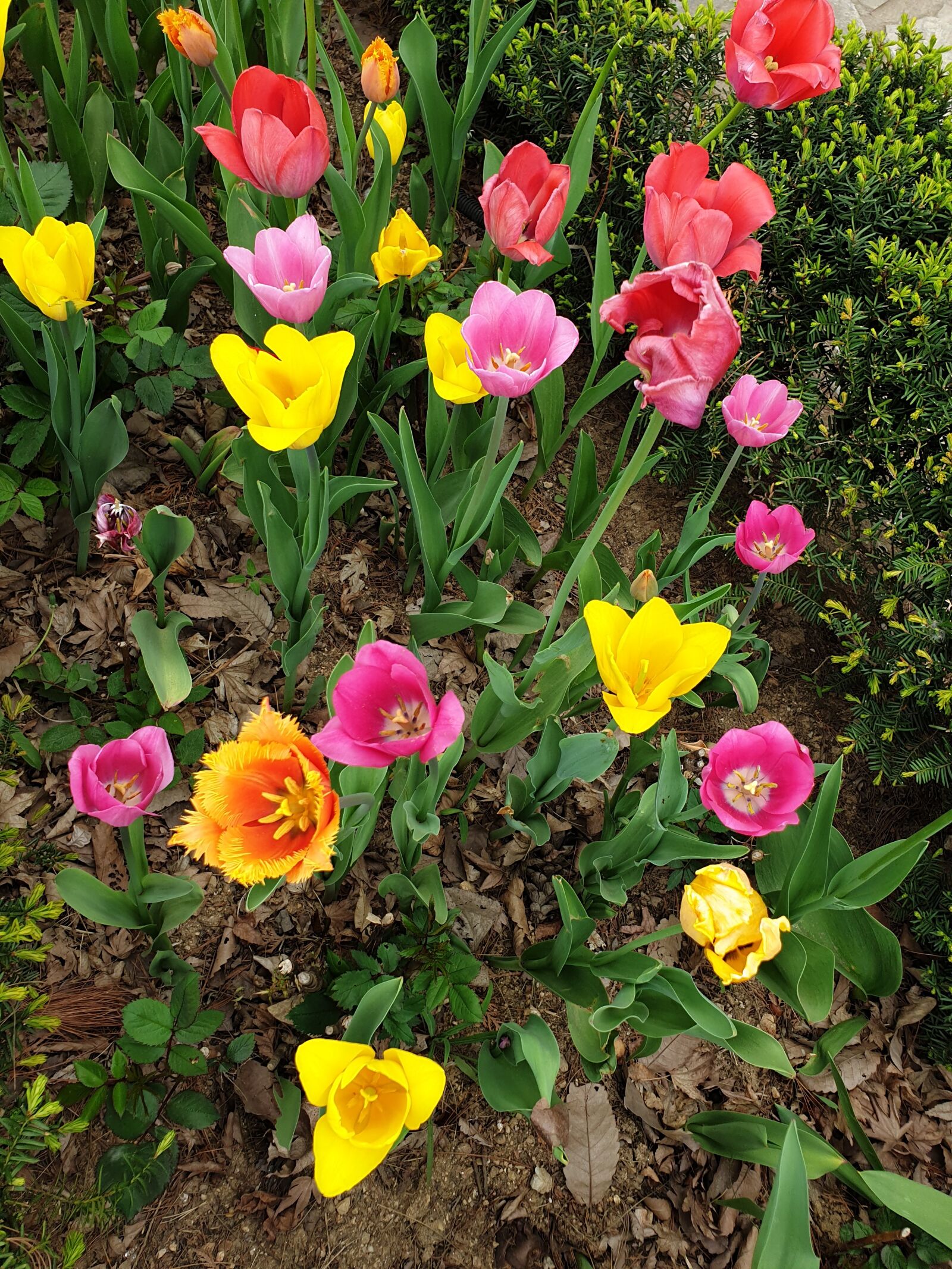 Samsung Galaxy Note9 sample photo. Arboretum, tulip, flowers photography