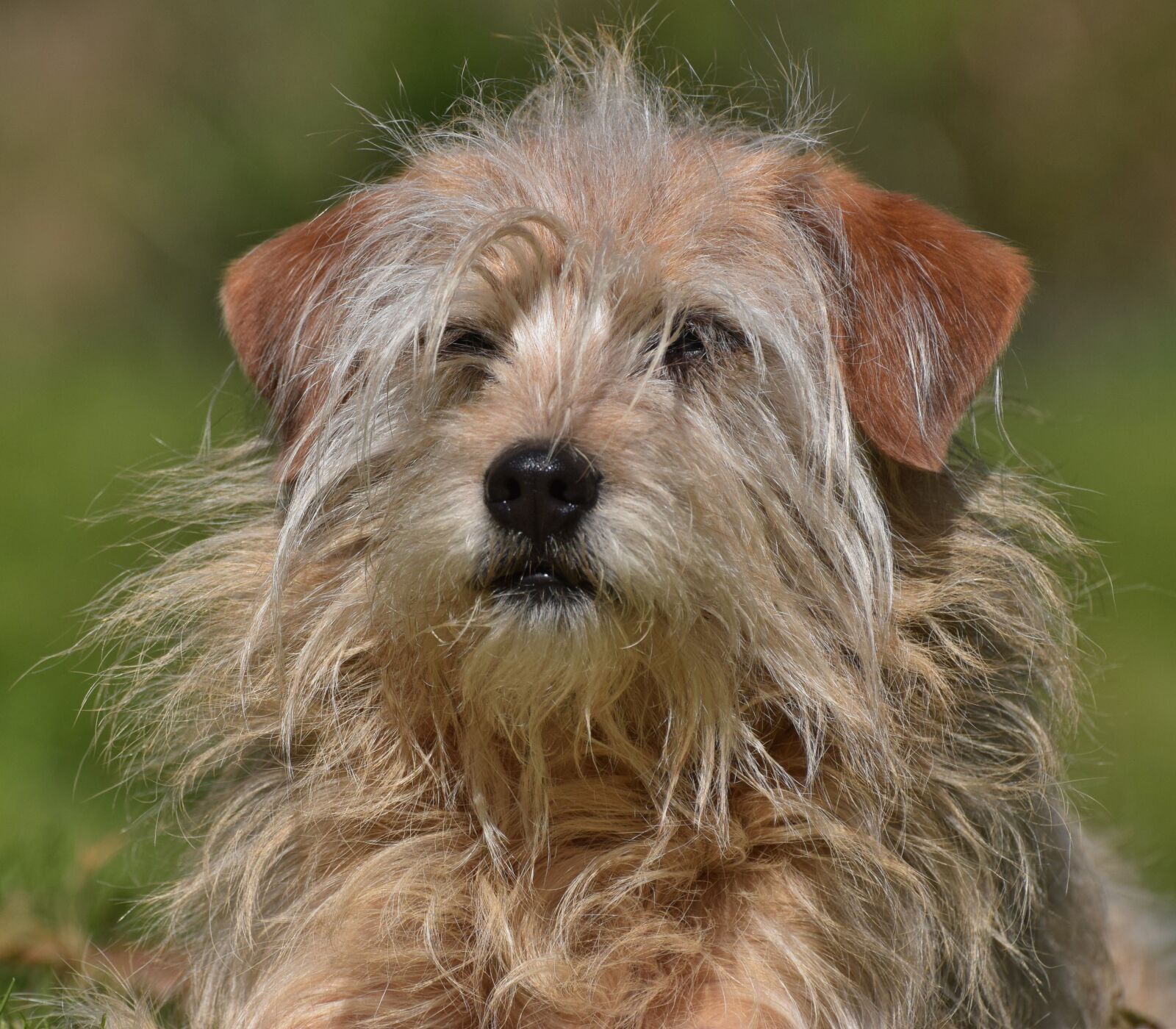 Nikon D5300 sample photo. Dog, face, hybrid photography