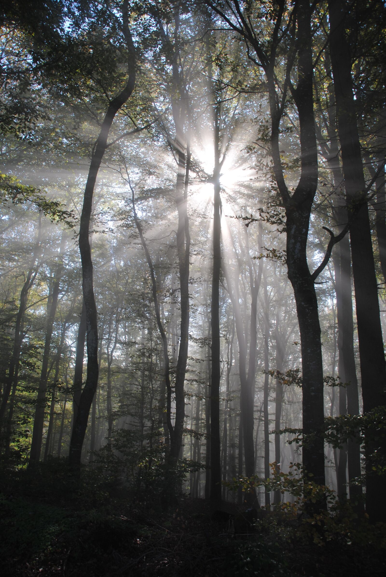 Nikon D3000 sample photo. Backlighting, beech wood, spring photography