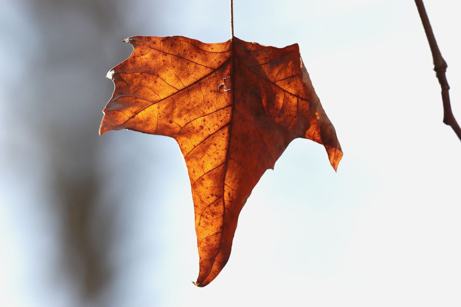 Canon EOS 7D Mark II sample photo. Leaf, color, bright photography