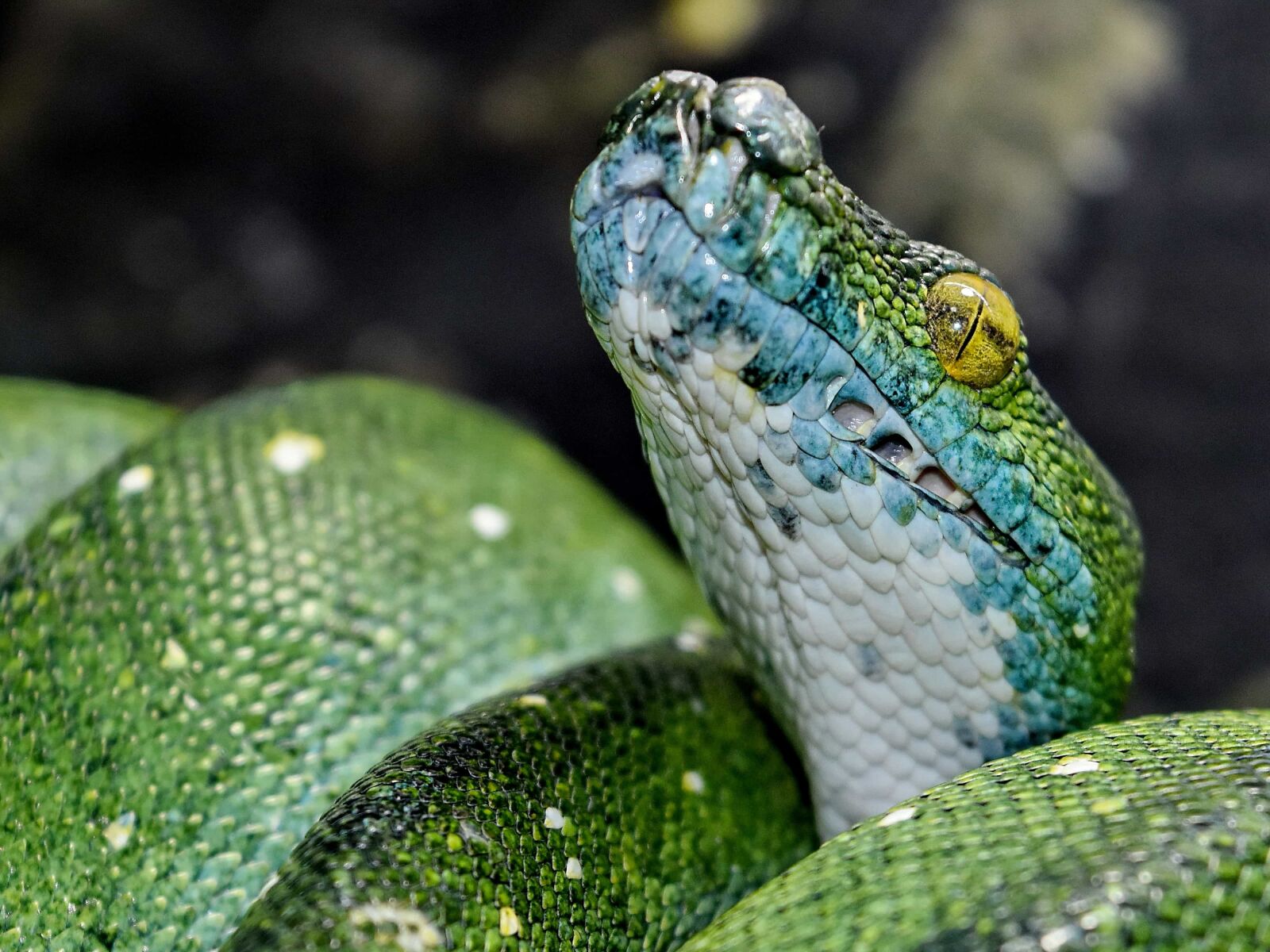 Nikon D5500 sample photo. Camouflage, eye, green snake photography