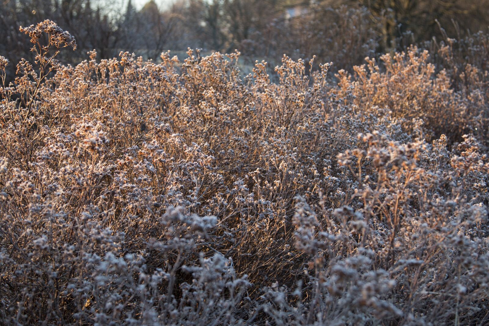 Canon EOS 70D + Canon EF 24-105mm F4L IS USM sample photo. Bush, frost, light photography