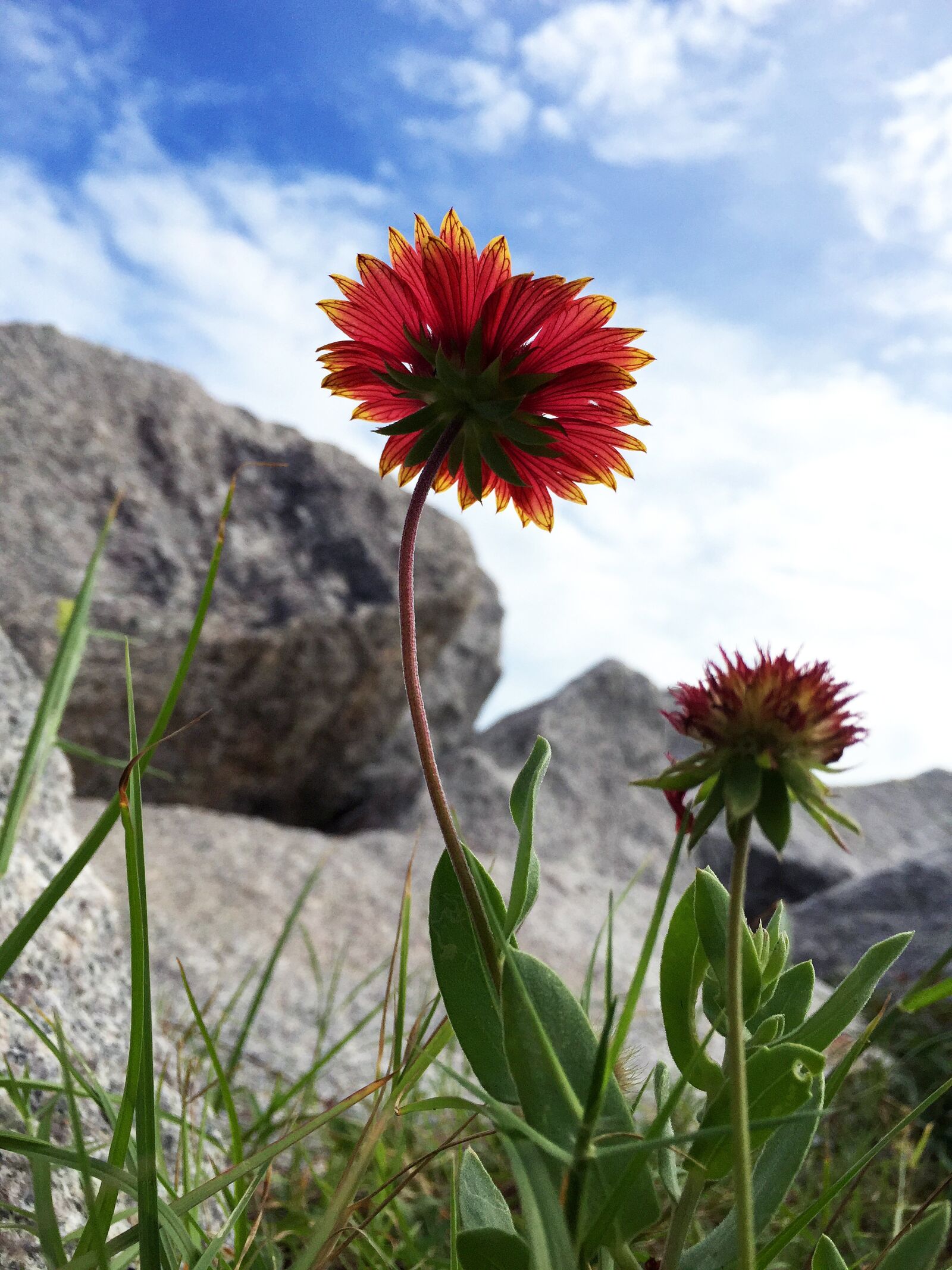 Apple iPhone 6 sample photo. Flower, nature, flora photography