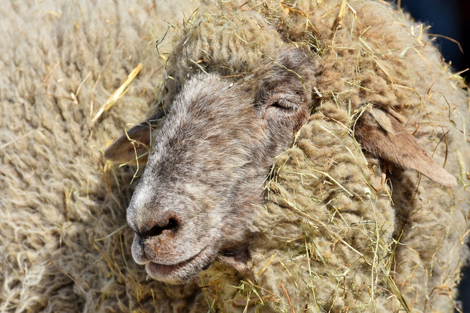 Nikon D7200 sample photo. Sheep, sheepshead, wool photography