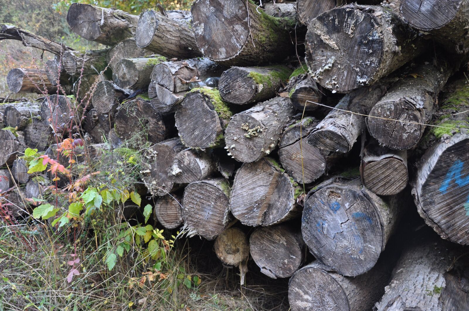 Nikon D90 sample photo. Wood, tree, nature photography