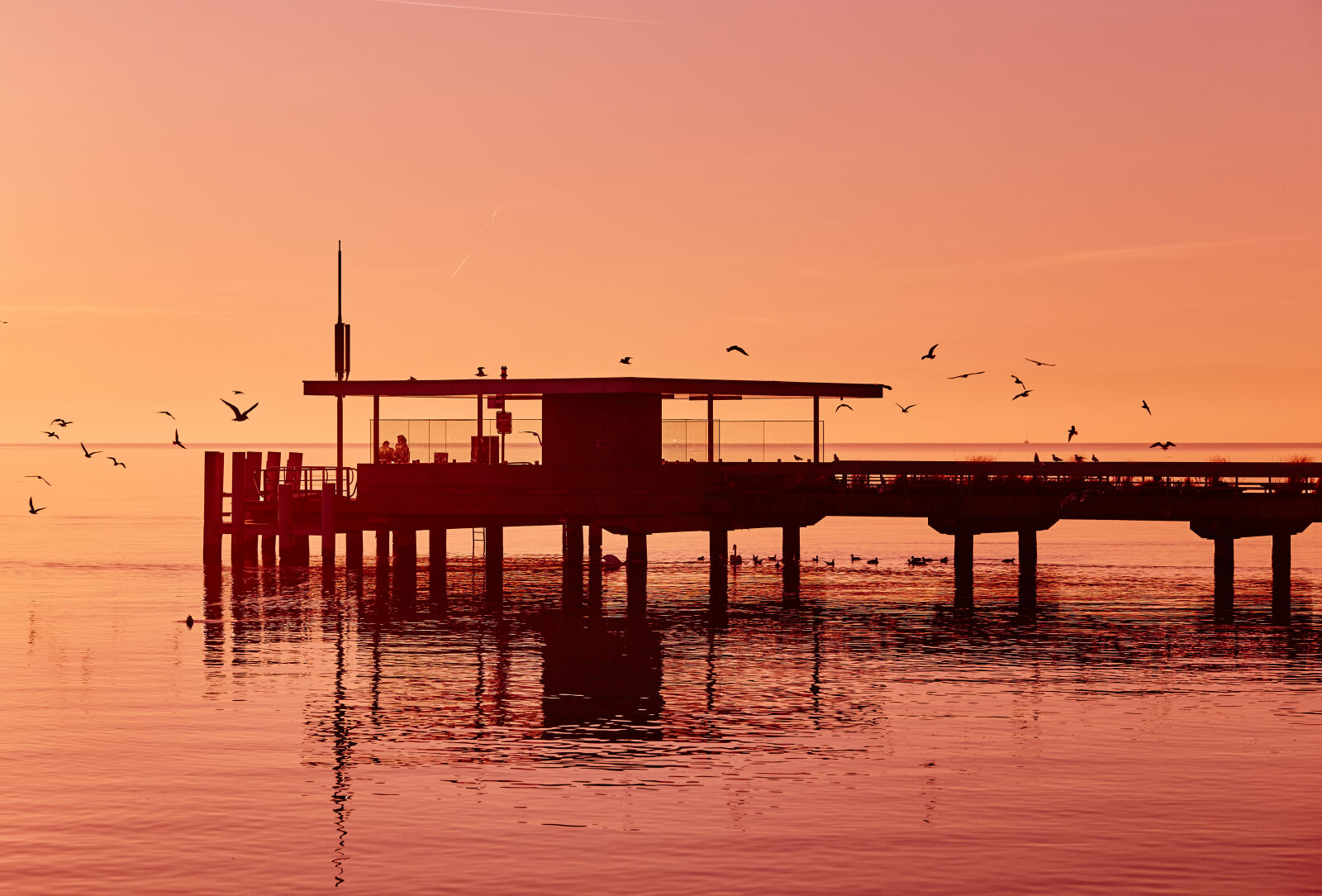 Canon EF 85mm F1.8 USM sample photo. Bird, flying, during, sunset photography
