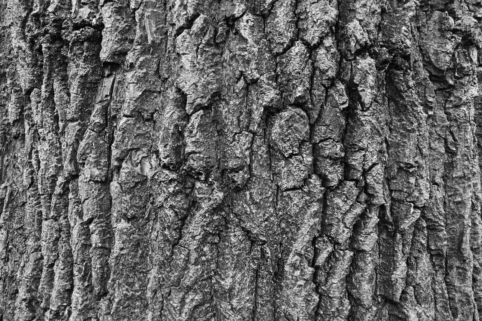 Canon EOS 700D (EOS Rebel T5i / EOS Kiss X7i) sample photo. Bark, tree, nature photography