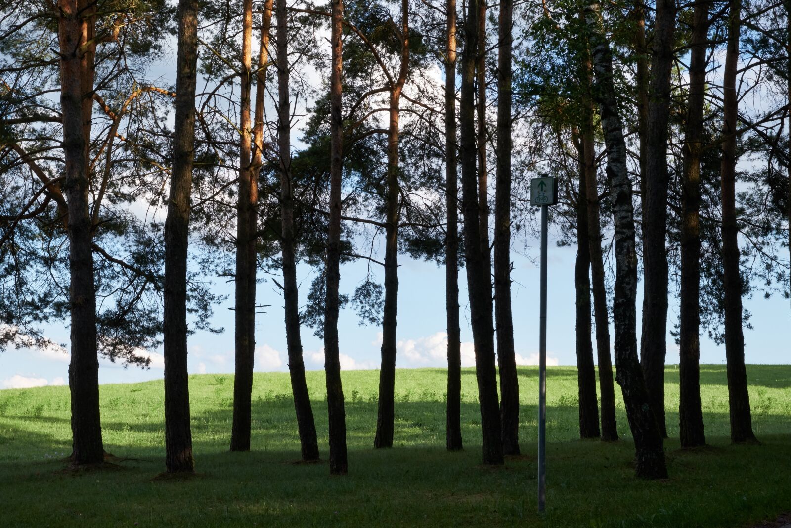 Fujifilm XF 18-55mm F2.8-4 R LM OIS sample photo. Trees, nature, landscape photography