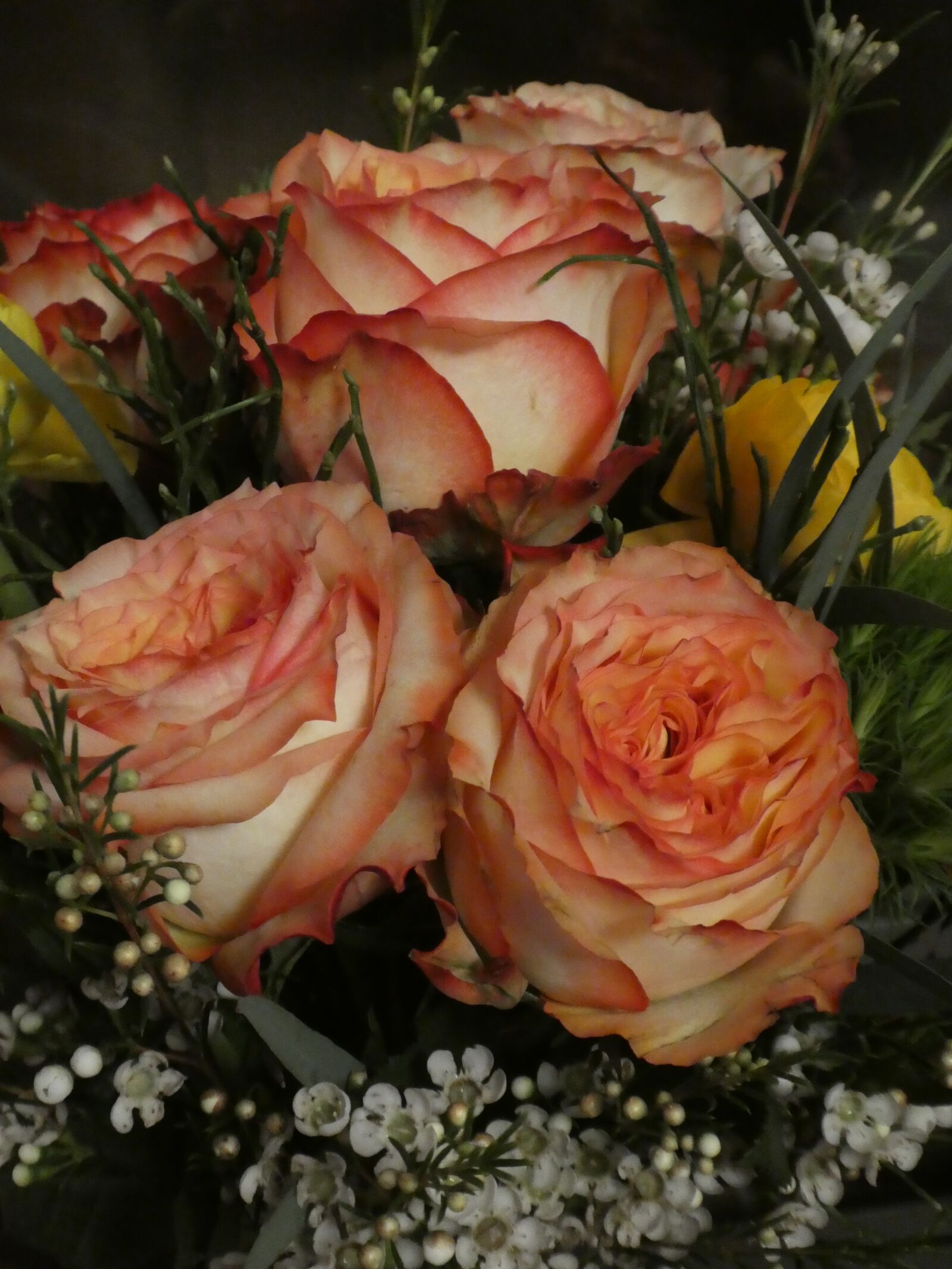 Panasonic DMC-TZ81 sample photo. Roses, flowers, pink photography