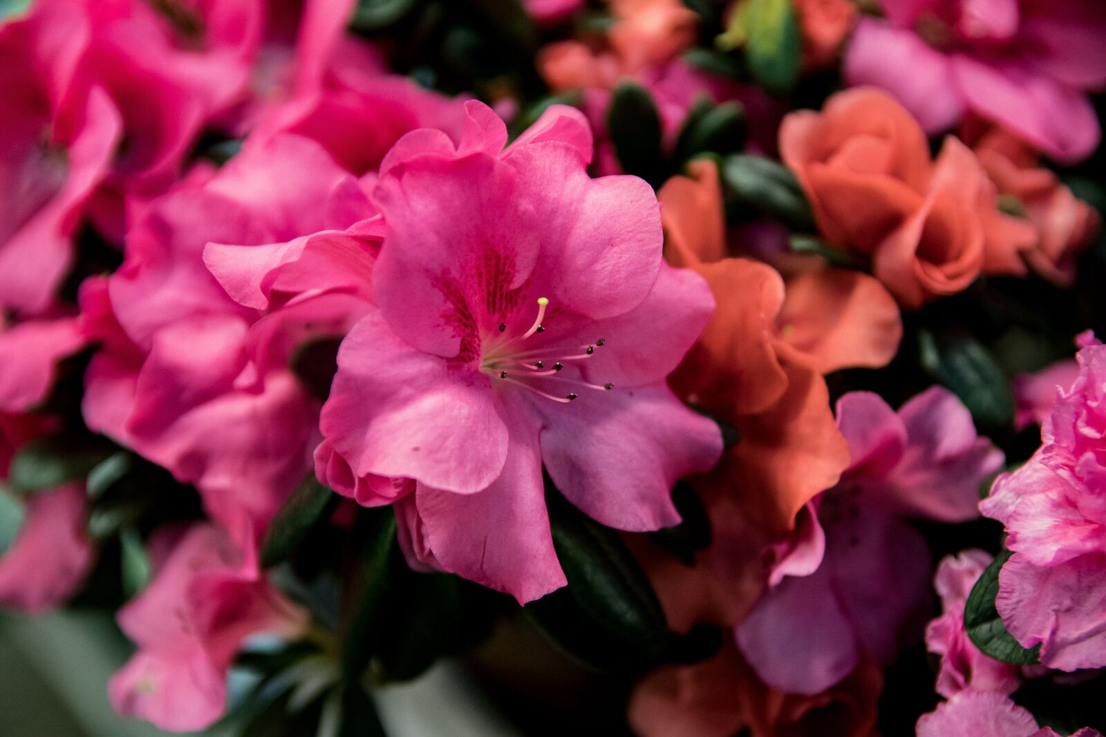 Canon EOS 80D sample photo. Azalea, blossom, bloom photography