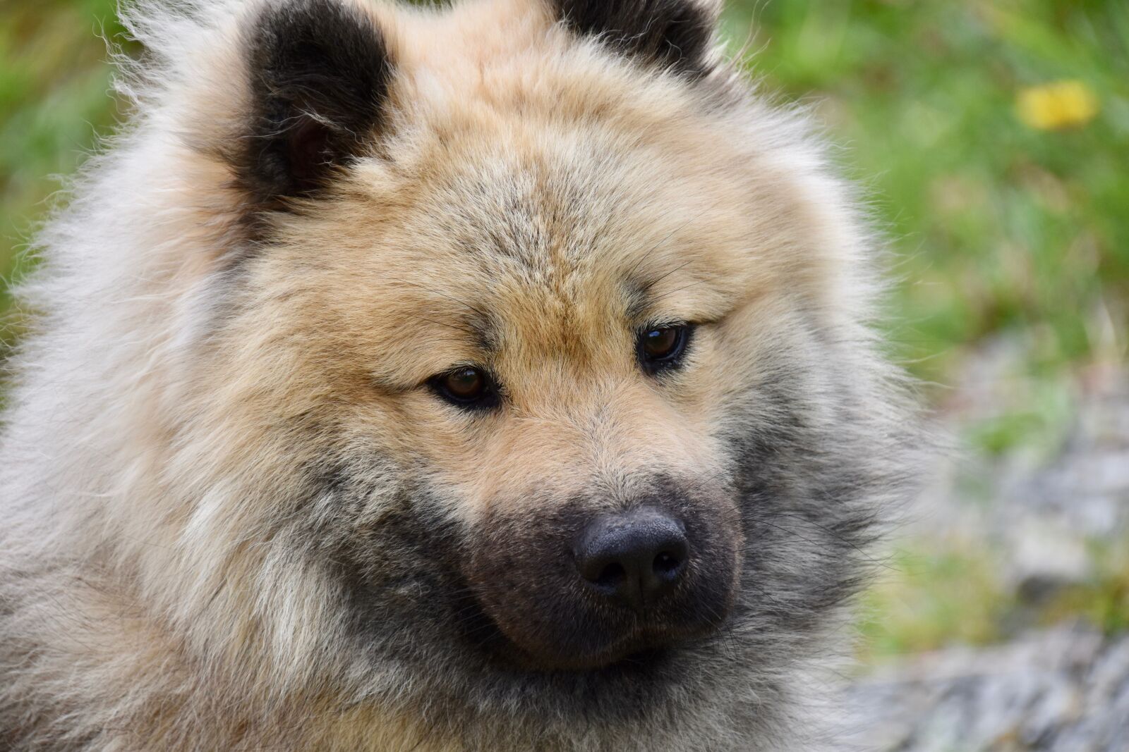 Nikon D5600 sample photo. Dog, dog portrait, dog photography