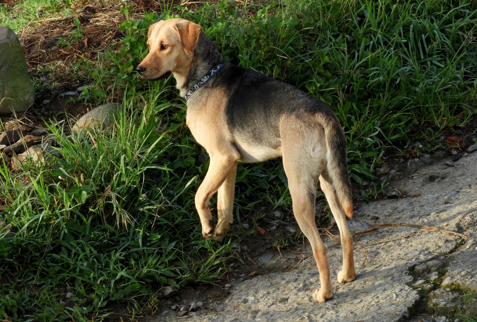 Nikon Coolpix B700 sample photo. Animal, dog, can photography