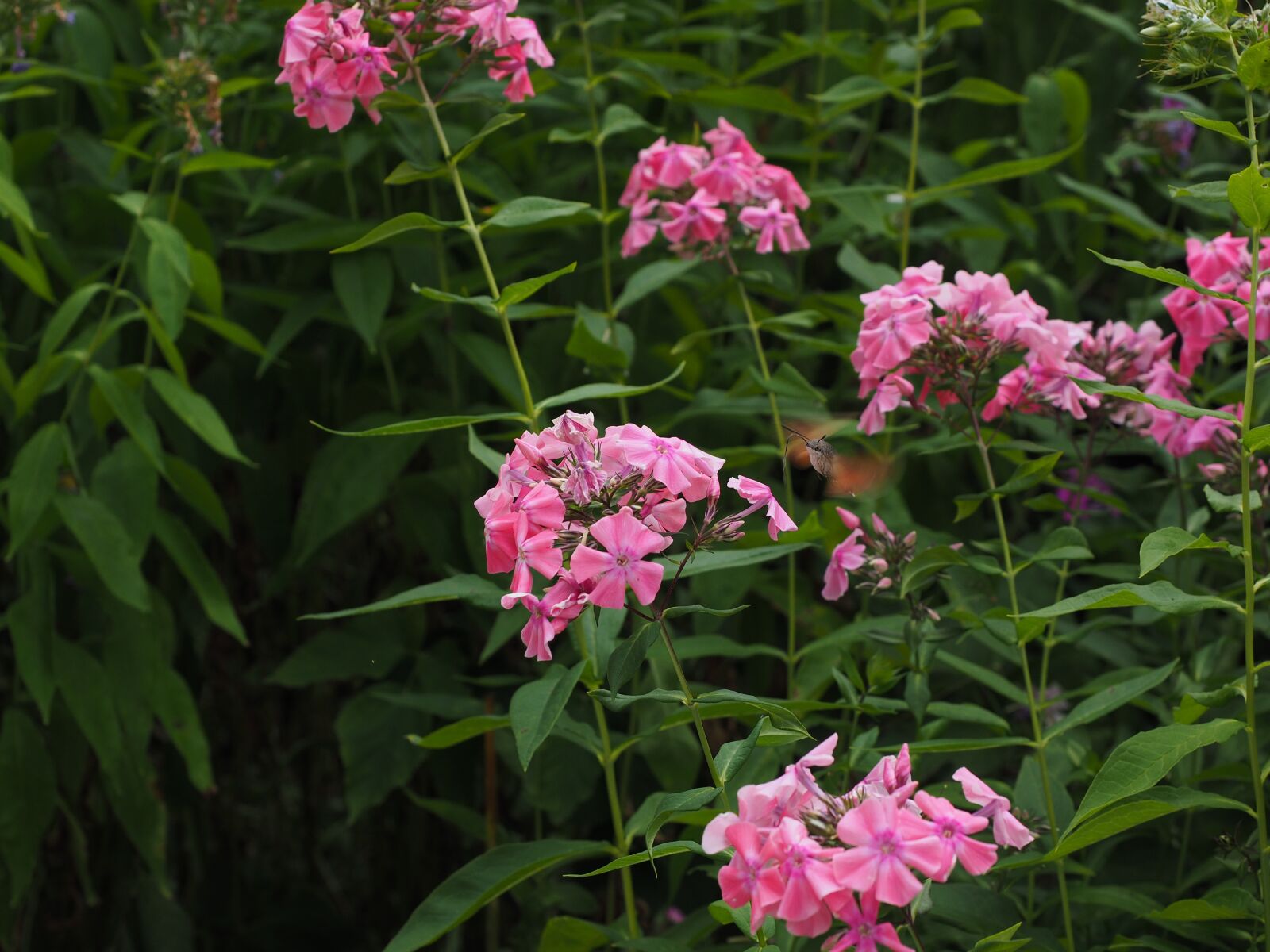 Olympus OM-D E-M1 + Olympus M.Zuiko Digital ED 12-40mm F2.8 Pro sample photo. Hummingbird hawk moth, macroglossum photography