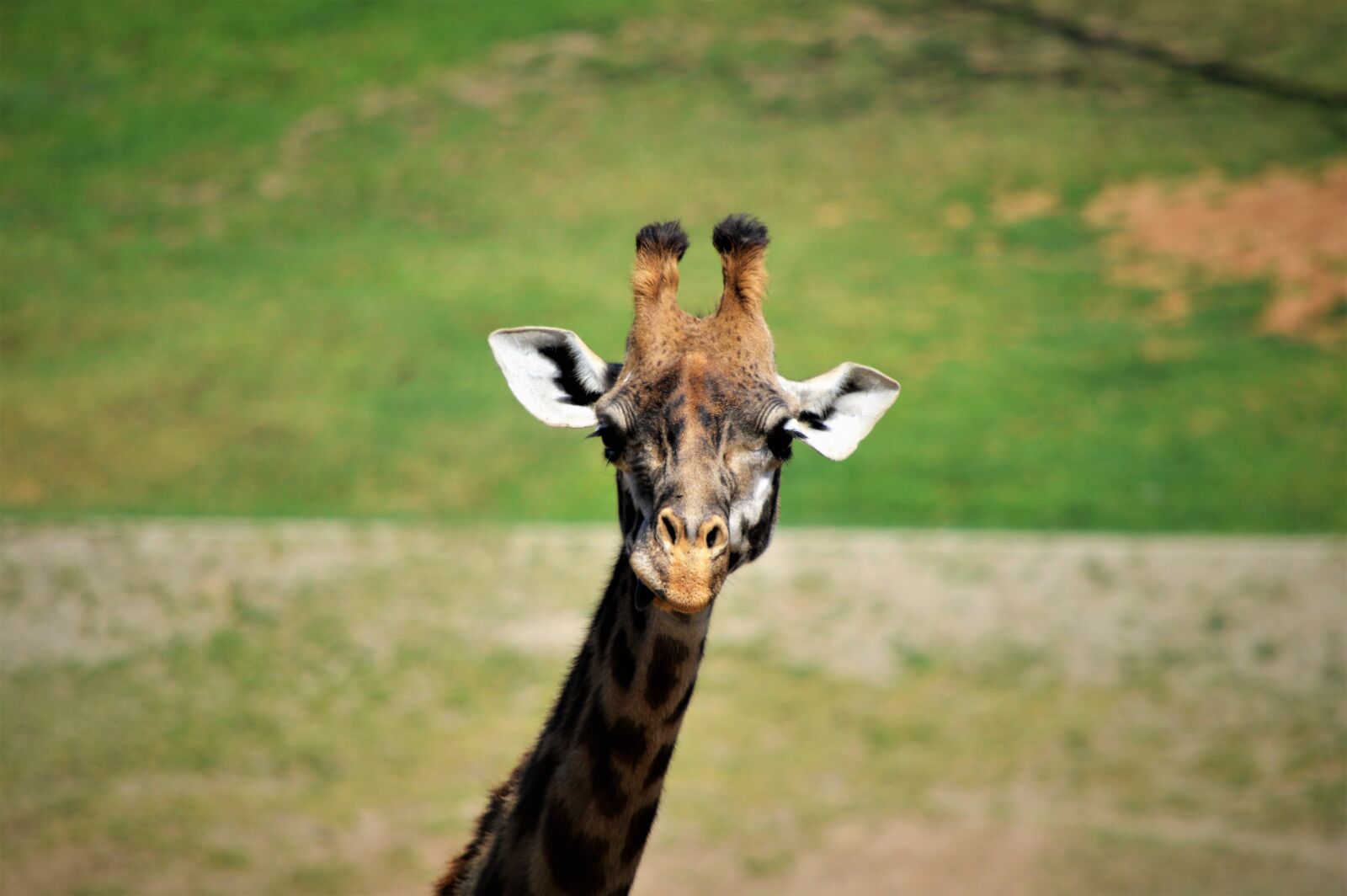 Nikon D3200 sample photo. Giraffe, safari park, san photography