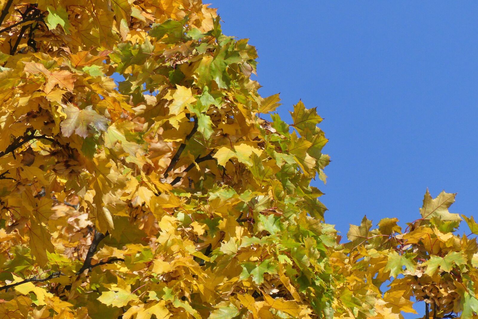 Panasonic Lumix DMC-FZ300 sample photo. Autumn, foliage, sky photography