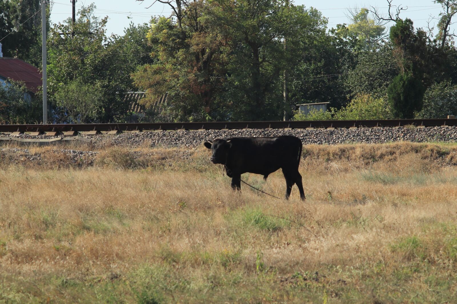 Canon EOS 77D (EOS 9000D / EOS 770D) sample photo. Bull, iron, road photography